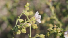 Mirabilis laevis retrorsa