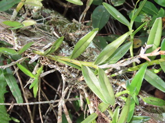Epidendrum rigidum