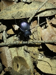 Carabinae