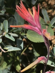 Castilleja disticha