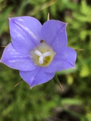 Wahlenbergia stricta