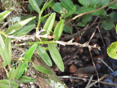 Epidendrum rigidum