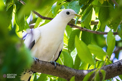 Ducula spilorrhoa