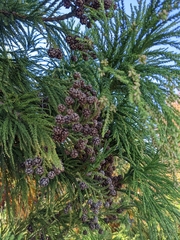 Cryptomeria japonica