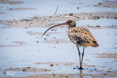 Numenius madagascariensis