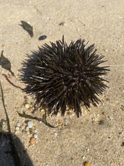 Heliocidaris erythrogramma