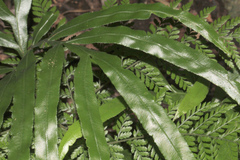 Pteris umbrosa
