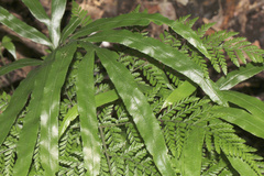 Pteris umbrosa