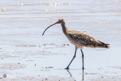 Numenius madagascariensis