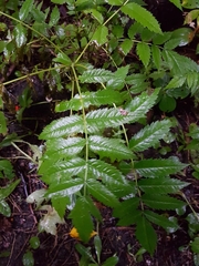 Sorbus decora