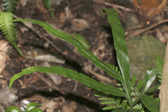 Pteris umbrosa