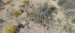 Abronia villosa villosa