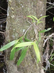 Epidendrum nocturnum