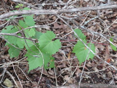 Vitis monticola