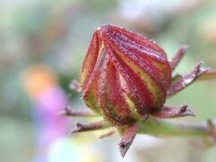Hibiscus sabdariffa