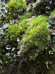 Dicranum flagellare