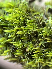 Dicranum flagellare