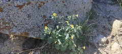 Physalis crassifolia