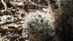 Mammillaria tetrancistra