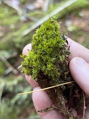 Dicranum flagellare