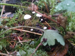 Strobilurus trullisatus