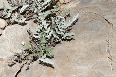 Notholaena greggii