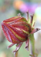 Hibiscus sabdariffa