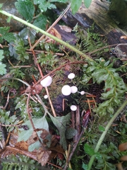 Strobilurus trullisatus