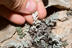 Notholaena greggii