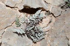 Notholaena greggii