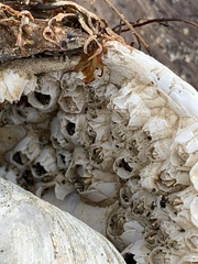 Balanus crenatus