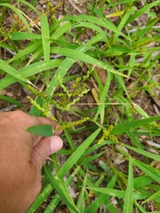 Urochloa fusca