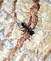 Cephalotes atratus