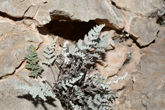 Notholaena greggii