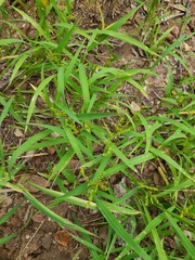Urochloa fusca