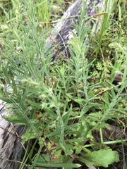 Gonocarpus elatus