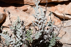 Notholaena greggii
