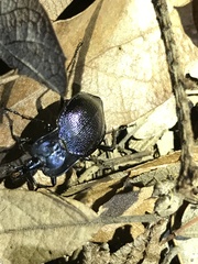 Carabinae