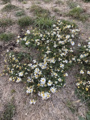Tripleurospermum
