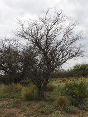 Prosopis caldenia