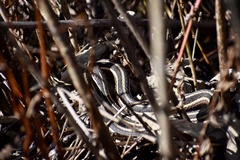 Thamnophis saurita