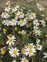 Tripleurospermum