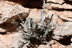 Notholaena greggii