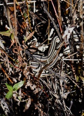 Thamnophis saurita