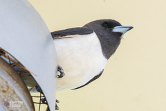 Artamus leucorynchus