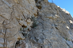 Notholaena greggii