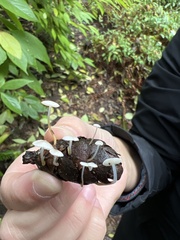 Strobilurus trullisatus