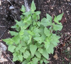 Ageratina havanensis