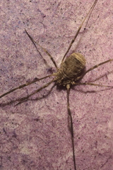 Lacinius horridus