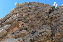 Notholaena greggii